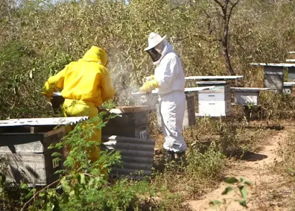 Sebrae RN abre inscrições para projetos que fortalecem a agropecuária potiguar | ASN Rio Grande do Norte