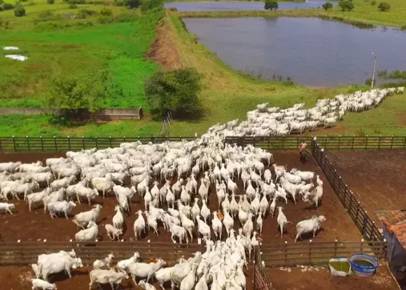 Projeto Leite e Genética atende mais de 300 produtores em 60 municípios do RN | ASN Rio Grande do Norte