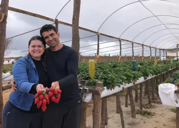 Cultivo agroecológico de morangos ganha escala no Seridó potiguar | ASN Rio Grande do Norte