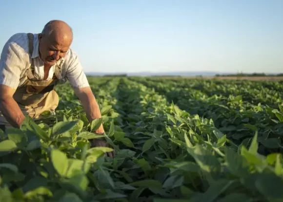 Sebrae-SP lança jornada gratuita para fortalecer negócios do agro em Botucatu | ASN São Paulo